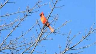 Northern Cardinal Morning Calls  male amp female [upl. by Hakan]