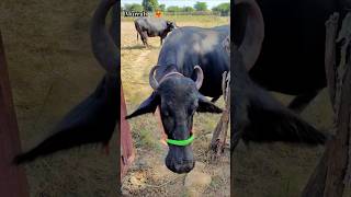 25 25 lakh aali jooti🐃👑  murrahbuffelos villagelife dailyvlog shortsf kumawatpushkar007 [upl. by Anor]