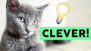 Diese 5 Katzenrassen sind richtig schlau 🐈💡 [upl. by Ojeitak128]