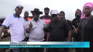 Un nouveau parc à bétail ouvert à Abidjan dans la commune dAdjamé [upl. by Laveen]