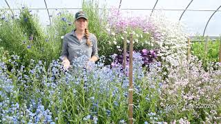 Overwinter Flower Tunnel  Cynoglossum Chinese ForgetMeNot [upl. by Yorick]