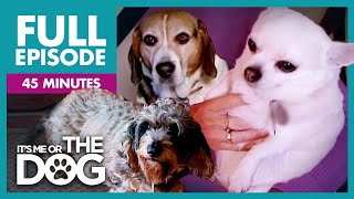 The Chunky Trio Overweight Dogs Special  Full Episode  Its Me or the Dog [upl. by Terpstra]