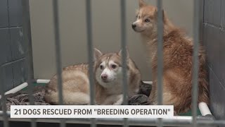 21 Pomsky dogs recovered from Allendale Twp home breeding operation [upl. by Nalim]