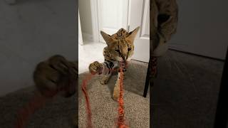 Serval Playing cat servals africancat serval shorts [upl. by Burnaby]