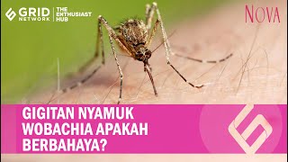 Bagaimana Dampak Gigitan Nyamuk Wolbachia [upl. by Geminius260]