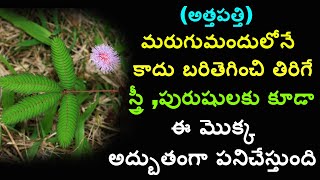 Mimosa in TeluguTouch Me NotSensitive PlantAthipathiMarugu Mandu ChettuShame Plantఅత్తపత్తి [upl. by Windzer768]