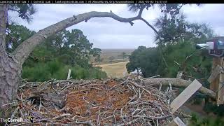 Female Great Horned Owl Defends Nest WAggressive Display Against Passing Bald Eagle  Feb 2 2022 [upl. by Annie]