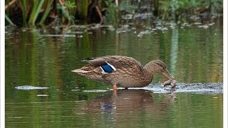 Stockente frisst Fisch [upl. by Gewirtz]