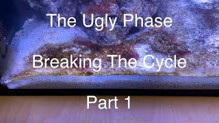 The Ugly Phase Breaking The Cycle Part 1 Nano Reef Tank Build Fluval Flex 15g Saltwater Aquarium [upl. by Boiney299]