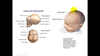 ANATOMIA ÓSSEA DA CABEÇA PARA ODONTOLOGIA PARTE 1 [upl. by Nairda563]