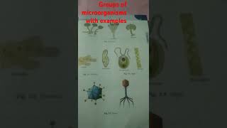 Some major groups of microorganism with exampleNammu6427New educational science Short video [upl. by Hassin747]