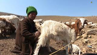 How to Milking sheep  The Mountain Sheep Farm  Nepali Shepherd Life [upl. by Haase]