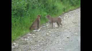 The battle between two bobcats The bobcat screamed [upl. by Floria]