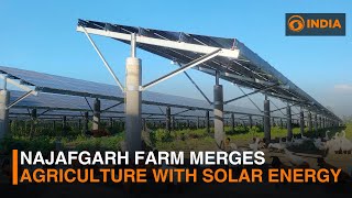 Agravolatics farm in Delhi combines solar power with farming  DD India [upl. by Ahso973]