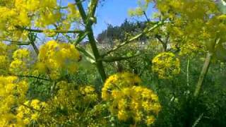 Giant Fennel of Cyprus Ferula Communis [upl. by Elak]