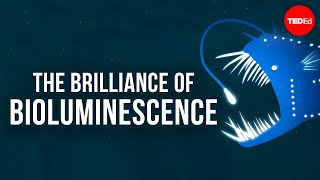 The brilliance of bioluminescence  Leslie Kenna [upl. by Gilbart]