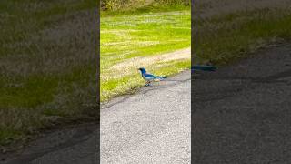 Bluejay hunting mode [upl. by Suh]