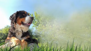 Bernese Mountain Dog Breed Standard [upl. by Abdulla828]