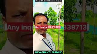 Best mahogany variety in India African mahogany tree farmingअफ्रीकन महोगनी की खेती [upl. by Gladi]