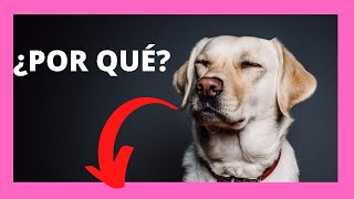 ¿Por qué debo esterilizar a mi perra [upl. by Naved]