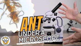 How to see ANYTHING With a Microscope [upl. by Teece]