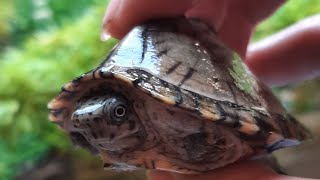 unboxing razorback musk turtle [upl. by Ial934]