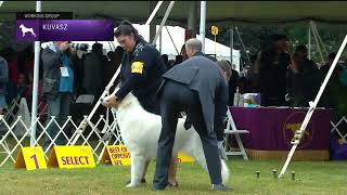 Kuvaszok  Breed Judging 2022 [upl. by Sibyl]