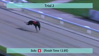 Monmore Greyhounds Trials on 28th September 2024 [upl. by Lukash]