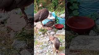 beautiful baby peahen 🦚birds birdlovers [upl. by Enimsay]