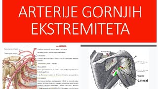 Arterije gornjih ekstremitetaaaxillarisabrachialisaradialis aulnaris [upl. by Fifi]