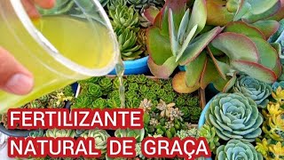 FERTILIZANTE NATURAL de GRAÇA que faz crescer brotar florir SUCULENTAS CACTOS PLANTAS [upl. by Lita]