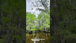 Caddo Lake Texas travel texas [upl. by Mab883]