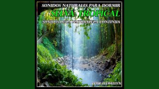 Sonidos Naturales para Dormir Selva Tropical [upl. by Atneciv]