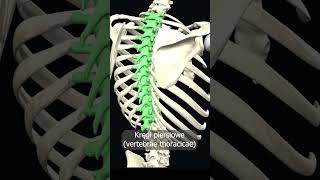 Kręgi piersiowe vertebrae thoracicae uczymy razem shorts anatomia medycyna 3d anatomy [upl. by Juetta]