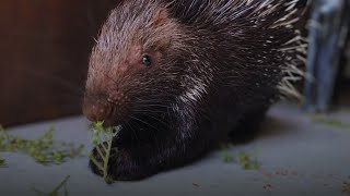 Porcupine 🦔🤩 animals wildlife [upl. by Chiles]