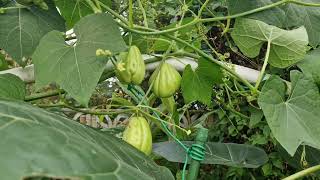 ChoCho Chayote in My UK Garden A Fabulous and Rewarding Vine that keeps giving [upl. by Woodie216]