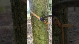 Working rubber tree🤠 rubberfarming satisfying rubberwood rubbertapping rubber rubbertree [upl. by Llenej]