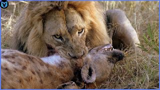 15 Most Incredible Lion Attacks Caught On Camera [upl. by Notnad]