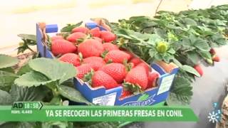 Andalucí a Directo  Ya están las fresas en los mercados [upl. by Eitten]