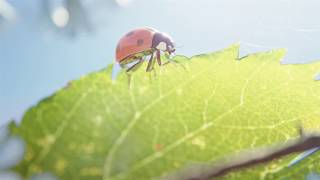 Blender 279 Denoise Test  Ladybug [upl. by Sirah]