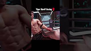 Tiger shurf boxing [upl. by Talanta422]