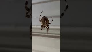 Massive araneus diadematus European garden spider wildlife love arachnid viralvideo vlog [upl. by Silohcin]