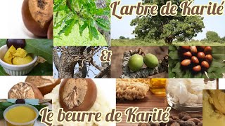 Larbre de Karité🌳 et Le beurre de Karité🧀Origine [upl. by Nessa740]