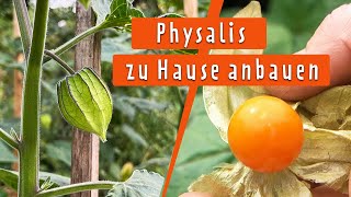 Physalis im Garten anbauen ernten und Samen gewinnen [upl. by Vitale]