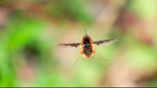 Greater Bee Fly Bombylius major  Flying Video [upl. by Ravid]