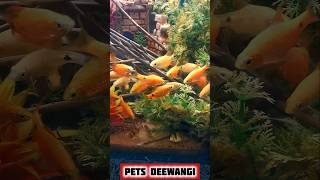 Tetra fish aquarium tetrafish shortsviral fishaquarium trending aquarium aquascape [upl. by Eiramnerual923]