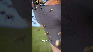 DescriptionHow To Survive A Swarm Of Bees😱 shorts [upl. by Bartholemy]