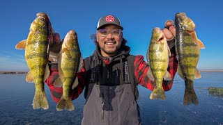 FIRST ICE Perch Fishing on CLEAR ICE CATCH CLEAN COOK [upl. by Lateehs86]