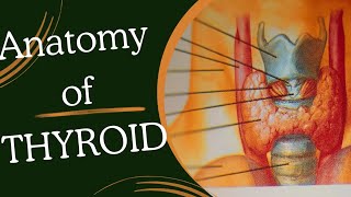 THYROID gland anatomy [upl. by Alexina765]