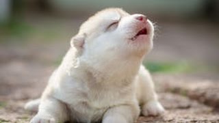 Cute Puppies Howling Compilation 2016 Cuteness Overload [upl. by Irwinn]